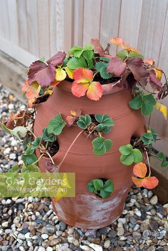 Step-by-step - Strawberry planter - Plants in late autumn, early winter. Pot by Dunne and Hazell