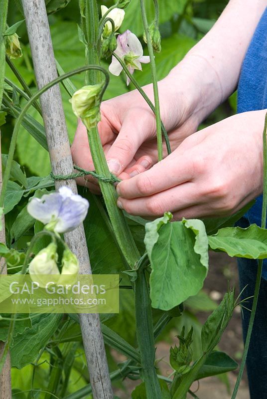 Girl tying in Lathyrus -Sweet Peas to a bamboo cane wig wam, July. Gowan Cottage
