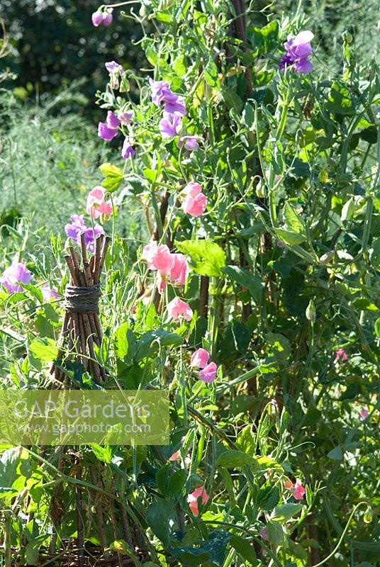 Lathyrus 'Geranium Pink Improved' and other varieties of Sweet Peas growing on willow wig wams in September, Gowan Cottage