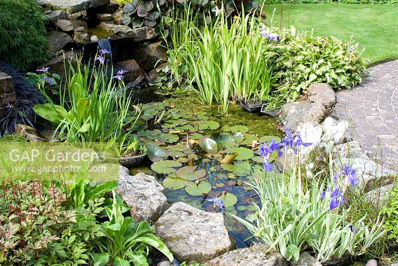 Garden pond with waterfall and Acer, Astilbe, Hosta, Ligularia dentata around the edge and aquatic plants including Iris, Eriophorum angustifolium, Juncus effusus 'Spiralis' and Nymphaea
