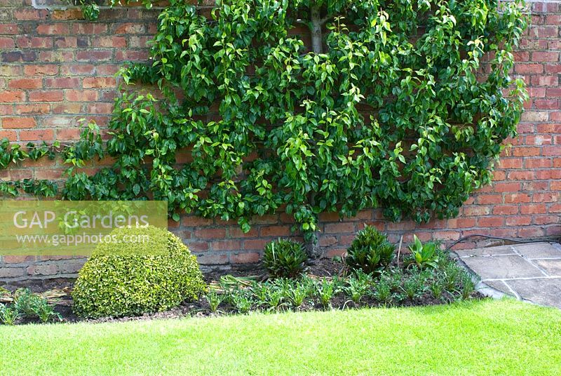 Pyrus - Pear Conference as an espalier trained on a brick wall