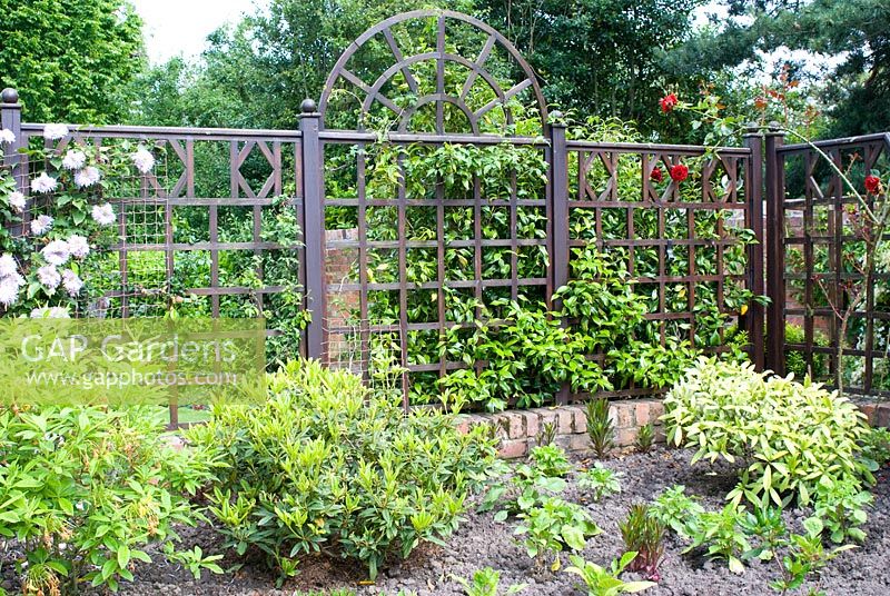 Wooden trellis in mature garden with Rosa and Clematis and mixed bed with Skimmia, Camellia and Azalea and young herbaceous plants