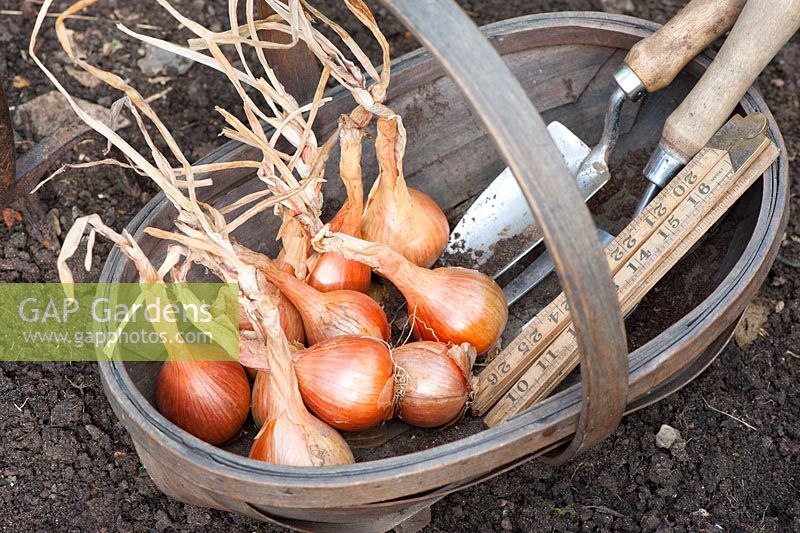 Shallots 'Hative de Niort' in wooden garden trug with hand tools and ruler