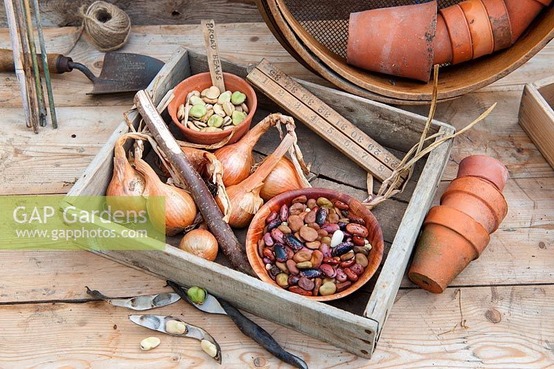 Wooden seed tray with Shallots, broad bean seeds, runner bean seeds and potting bench items