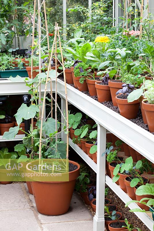 Details in small greenhouse - potted sweet peas and seedlings