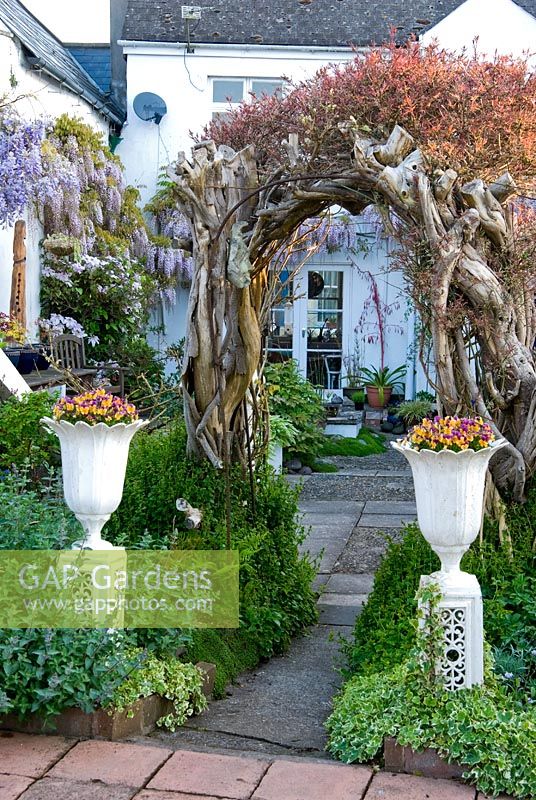 Wooden archway made from the remains of a conifer hedge marks the change from one part of the garden to another while supporting a climing jasmine. White urns contain Viola Sorbet Orange Duet - Bude Street, Appledore, Devon, UK