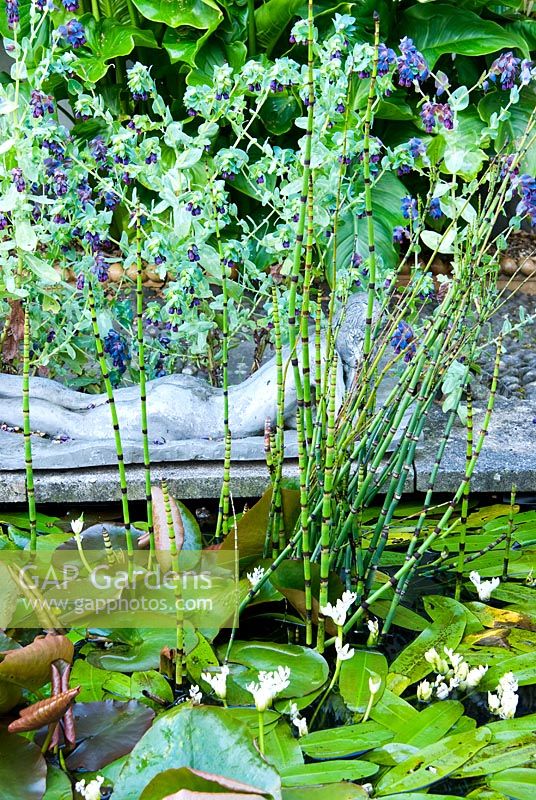 Raised formal pond includes horsetail, Equisetum hyemale, waterlilies and white flowered Aponogeton distachyos, water hawthorn, with self seeded Cerinthe major 'Purpurascens' - Bude Street, Appledore, Devon, UK