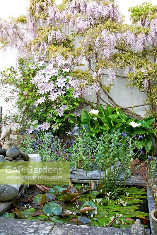 Raised formal pond includes horsetail, Equisetum hyemale, waterlilies and white flowered Aponogeton distachyos, water hawthorn, with self seeded Cerinthe major 'Purpurascens' and Wisteria x formosa with Clematis 'Paradise Queen' on the wall behind - Bude Street, Appledore, Devon, UK