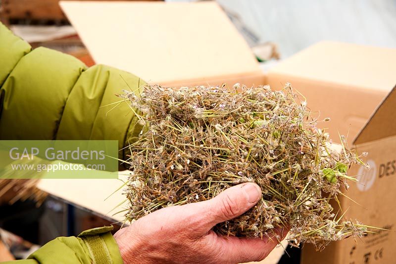 Ray Brown holding a clump of freshly harvested erodium seed. Plantworld, Devon, UK