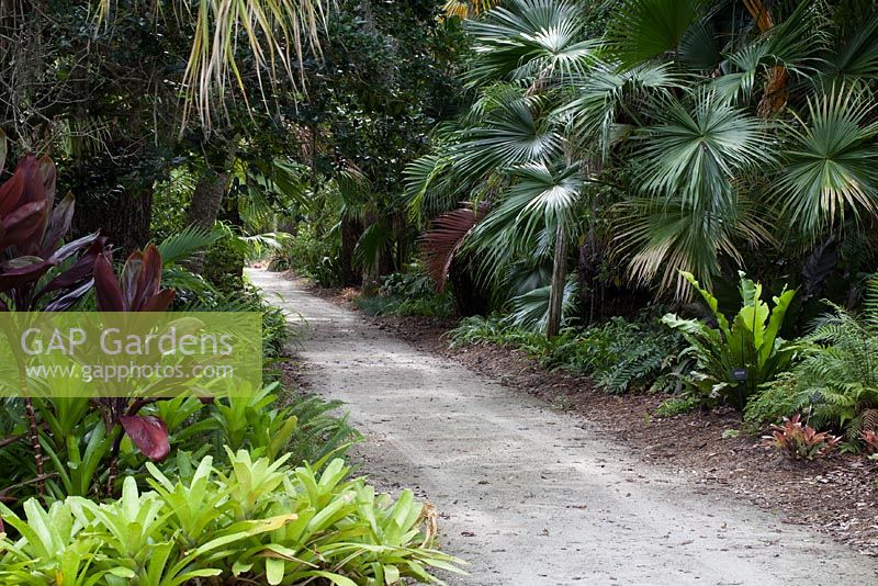 A combination of Cordyline fruticosa 'Black Magic' - Hawaiian Ti-Plant, Neoregelica mcwilliamsii - Bromeliad and other Florida natives the Main Jungle Trail - McKee Botanical Garden, Vero Beach, Florida