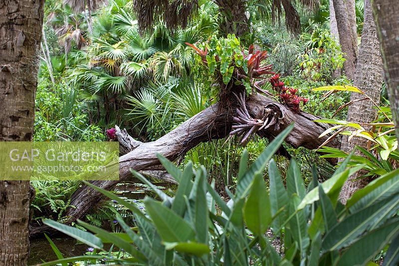 The 'Old Man of the Jungle is a 300 year old fallen Quercus virginiana - Live Oak which provides a rich habitat for bromeliads - McKee Botanical Garden, Vero Beach, Florida