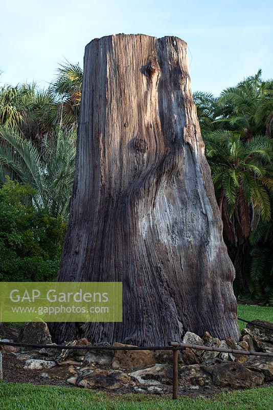 The Cypress Stump was about 3,000 years old and stood over 100 feet tall when it was cut for lumber in St. Cloud, Florida. In the late 1920's it was carried across the state of Florida on a flatbed truck to McKee Jungle - McKee Botanical Garden, Vero Beach, Florida