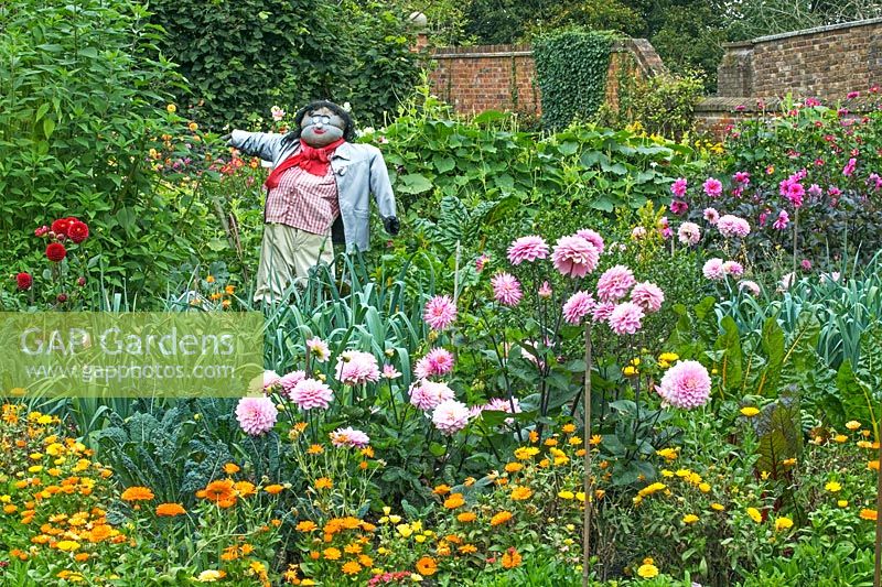 Kitchen Garden with Dahlia, Marigold and Scarecrow - Chenies Manor Gardens, Buckinghamshire, UK