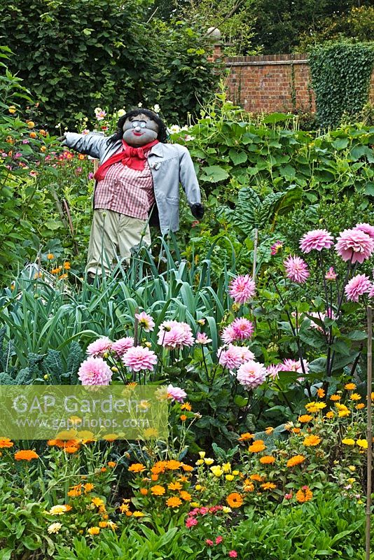 Kitchen Garden with Scarecrow, Dahlia and Marigolds - Chenies Manor Gardens, Buckinghamshire, UK