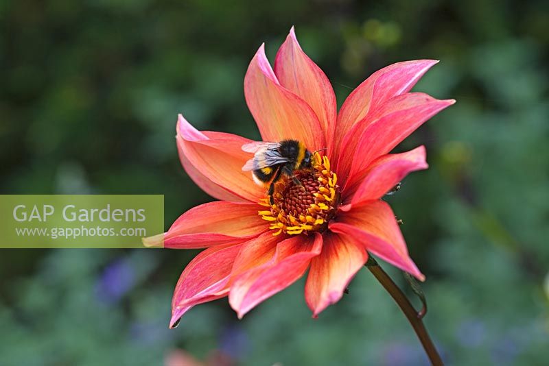 Dahlia 'Waltzing Matilda' with Bumble Bee - Chenies Manor Gardens, Buckinghamshire, UK
