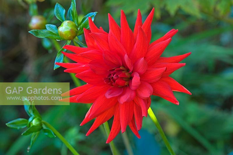Dahlia 'Red Majorette' - Chenies Manor Gardens, Buckinghamshire, UK