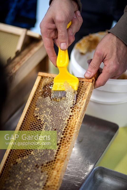 Honey preparation at Hollickwood School. Removing honey
