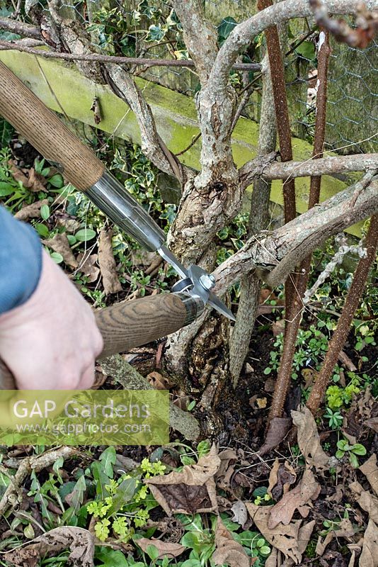 Pruning old stems out of Actinidia deliciosa 