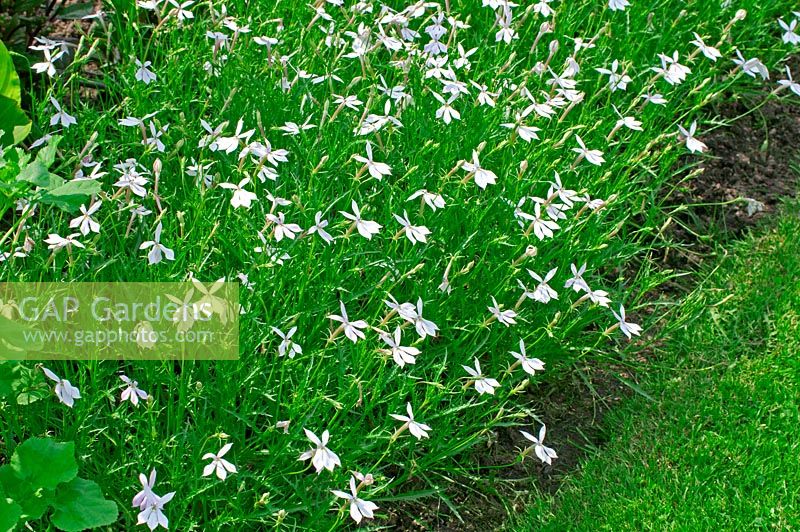 Laurentia axillaris 'Avant-Garde Blanc' - Solenopsis