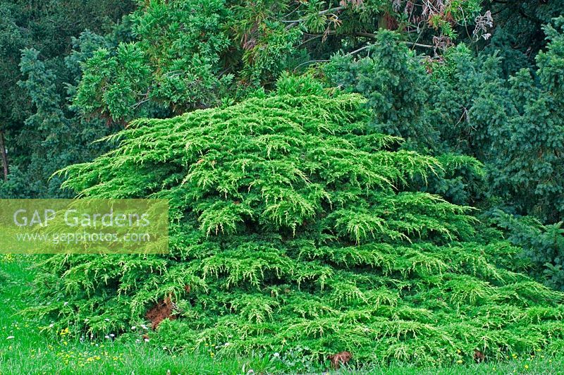 Juniperus x pfitzeriana 'Aurea'