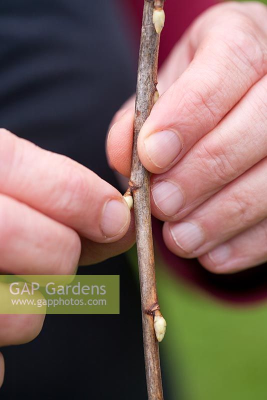 Woman taking cuttings of redcurrants - removing the lower buds for better rooting