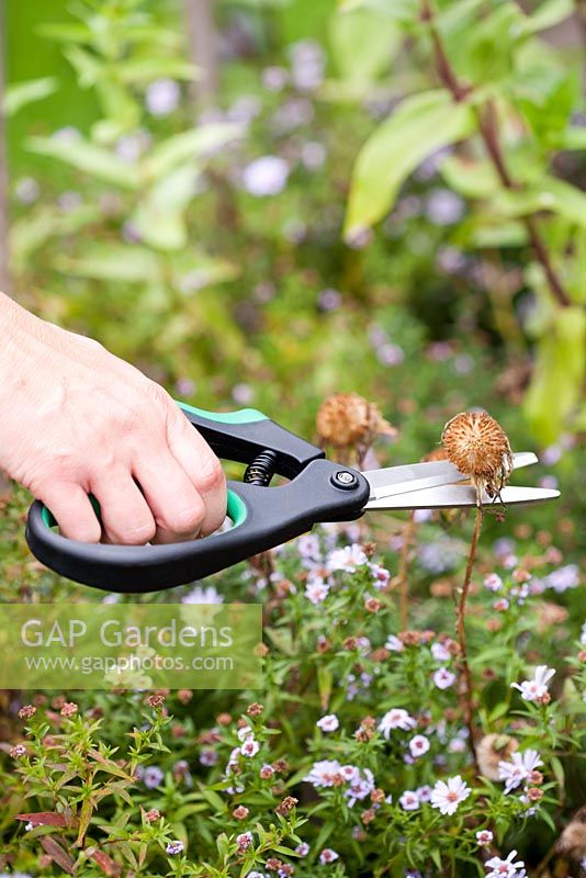 Woman deadheading - collecting seeds.