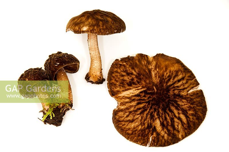 Pluteus umbrosus - velvet sheild fungi on white background