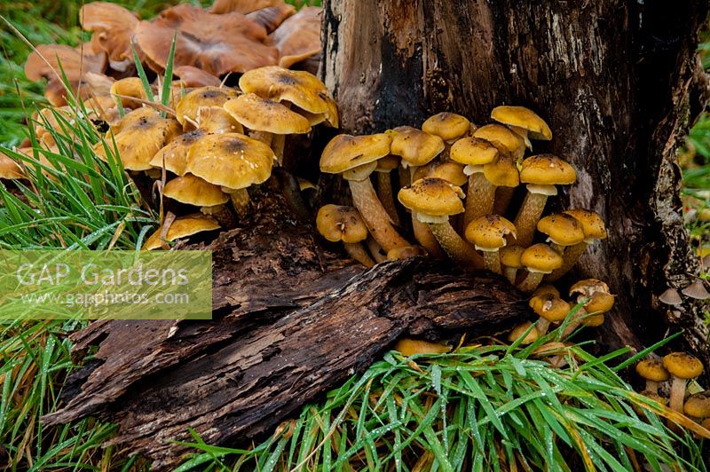 Armillaria mellea - honey fungus on rotting tree stump