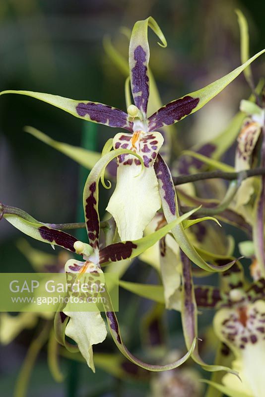 Brassia orchid