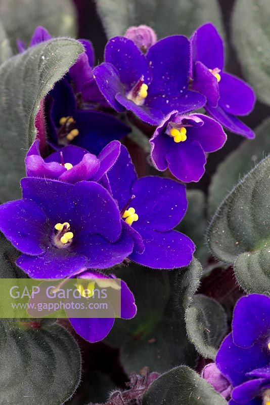 Saintpaulia - African violet.
