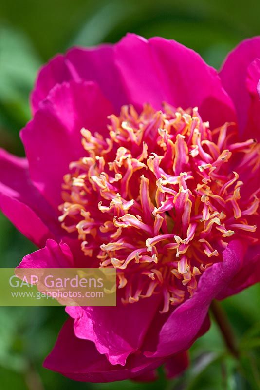 Paeonia 'Tom Eckhardt', a historical Peony in Kelways Nursery's collection, Somerset