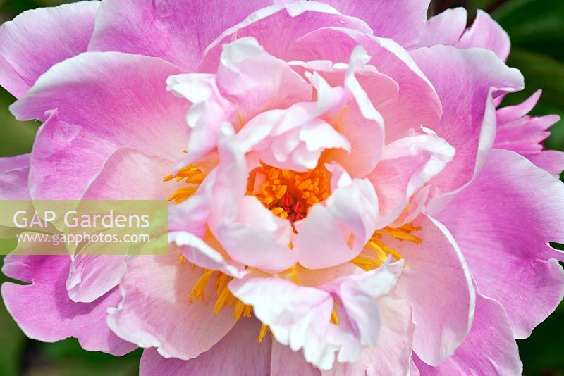 Paeonia 'Kelway's Fairy Queen', a historical Peony in Kelways Nursery's collection, Somerset