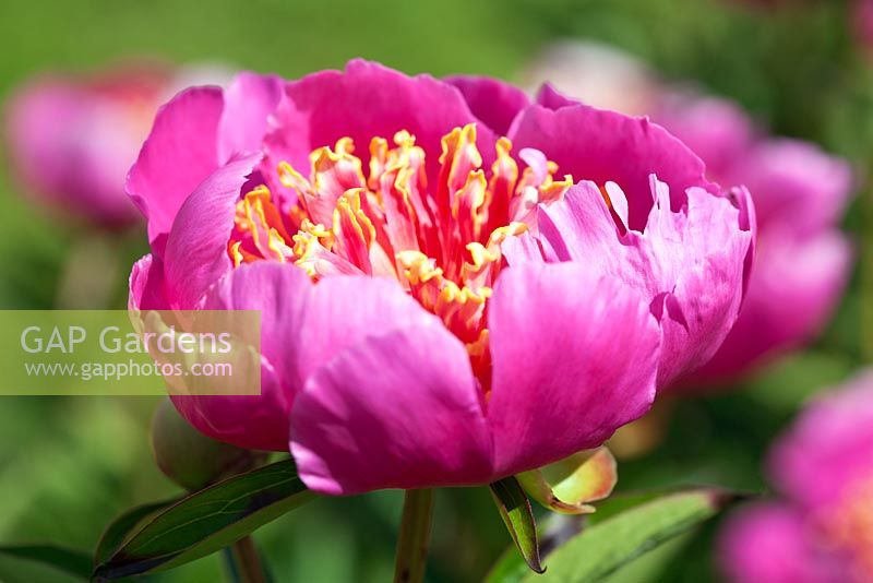 Paeonia 'Genevieve', a historical Peony in Kelways Nursery's collection, Somerset