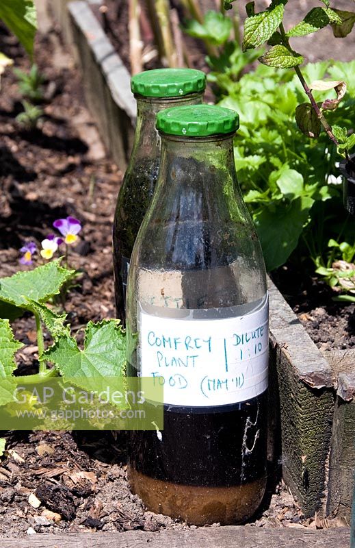 Symphytum x uplandicum - Comfrey plant food in a bottle labeled dilute 1 -10 - King Henry's Walk Garden, London Borough of Islington