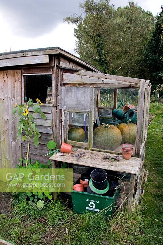 Large green and orange pumpkins seen through window of rustic allotment shed window with sunflower in front of the door - Fortis Green Allotments, London Borough of Haringey