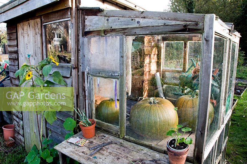 Large green and orange pumpkins seen through window of rustic allotment shed or hut window with pelargonium in foreground and sunflower in front of the door - Fortis Green Allotments, London Borough of Haringey
