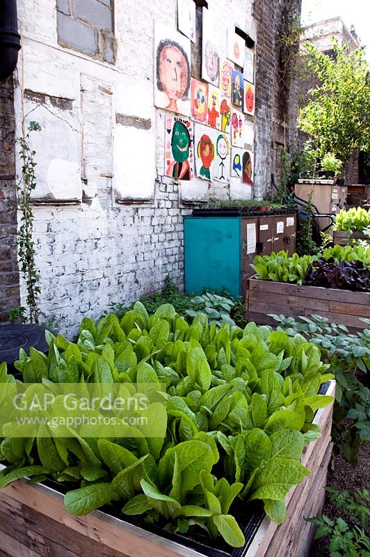 Lettuces growing in large wooden planter with other vegetables behind and children's paintings on old white painted wall - Dalston Eastern Curve Garden, an urban community garden in the London Borough of Hackney