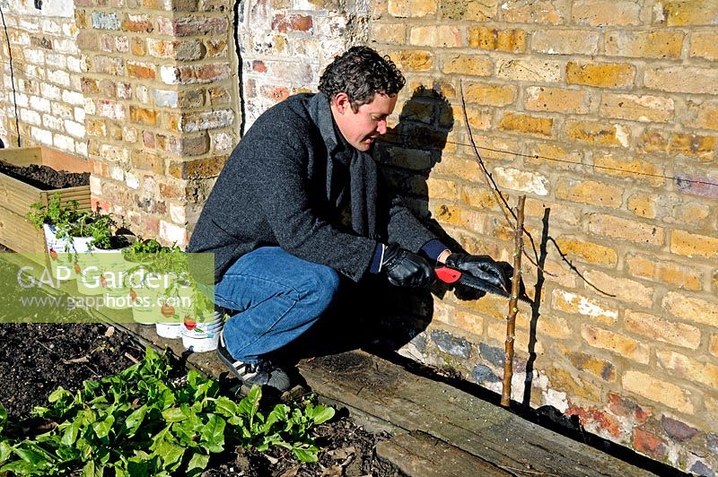 Man wearing leather gloves using a Felco pruning saw to prune a fruit tree growing against a sunny brick wall - King Henry's Walk Garden, community allotments in the London Borough of Islington