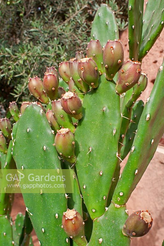Opuntia ficus-indica bearing red fruits