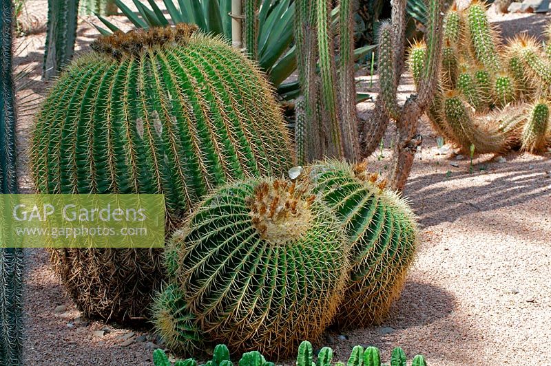 Echinocactus grusonii-cactus