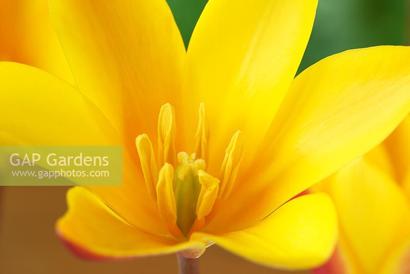Tulipa clusiana var. chrysantha AGM. Golden lady tulip 