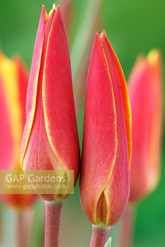 Tulipa clusiana var. chrysantha 'Tubergen's Gem' 