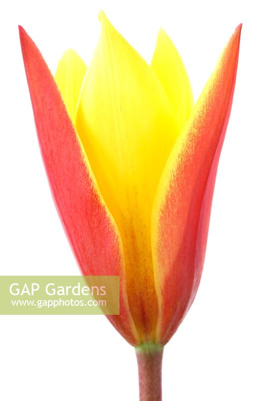 Tulipa clusiana var. chrysantha 'Tubergen's Gem' - Lady tulip 