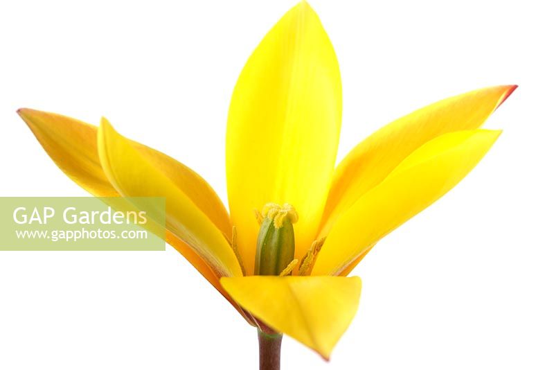 Tulipa clusiana var. chrysantha 'Tubergen's Gem'  