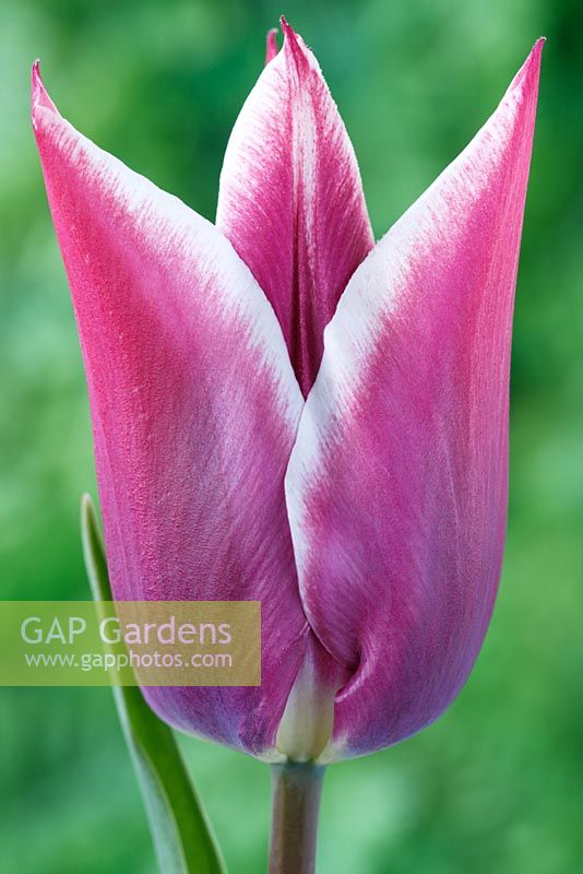 Tulipa  'Ballade' AGM, Lily-flowered Group  