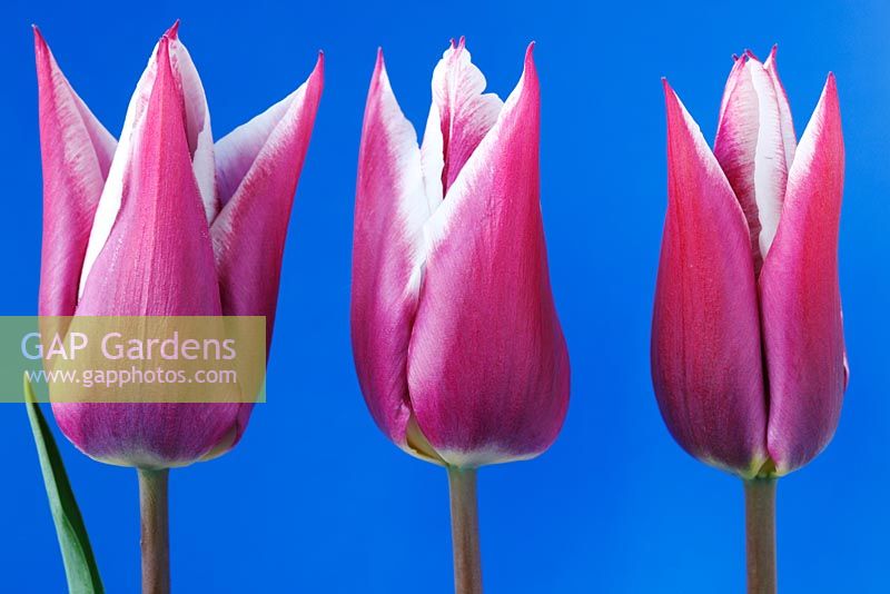 Tulipa 'Ballade' AGM. Tulip Lily-flowered Group  