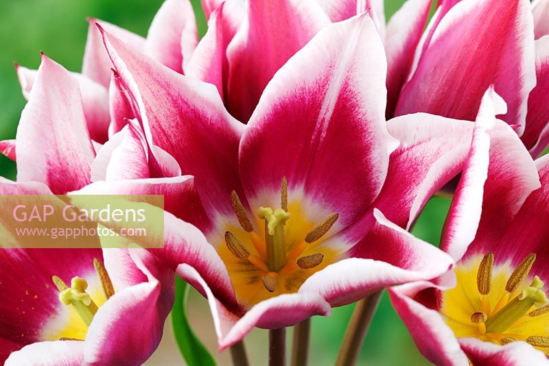Tulipa 'Ballade' AGM, Lily-flowered Group 