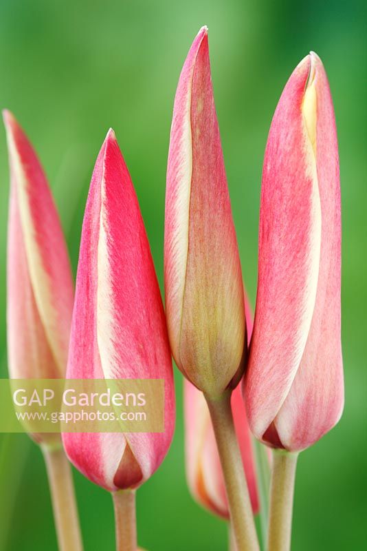 Tulipa clusiana 'Cynthia' AGM 