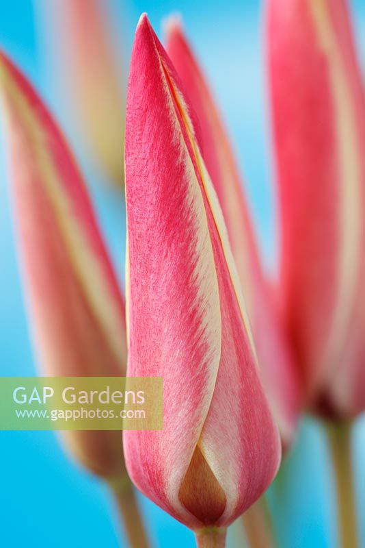Tulipa clusiana 'Cynthia' AGM - Lady tulip
