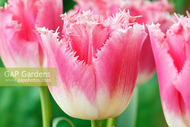 Tulipa 'Pink Fountain', Fringed Group 